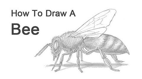 How to Draw a Bee