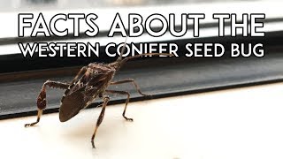 Fun Facts About the Western Conifer Seed Bug (Leptoglossus occidentalis) Western Conifer Seed Bugs In House