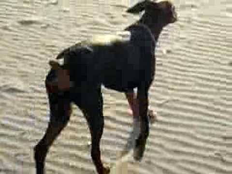 DOBERMANN Wendy on serapo beach GAETA