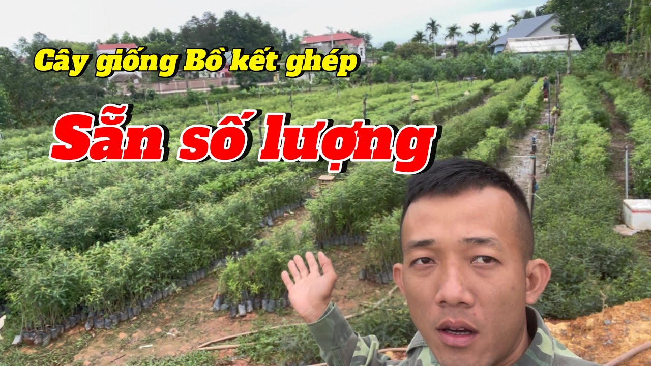 Cây giống Bồ kết ghép | sẵn số lượng |
