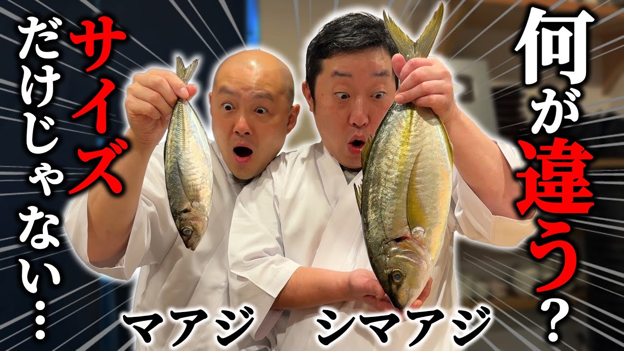 【衝撃】マアジとシマアジを比較！違いや特徴を本物の寿司職人が解説！