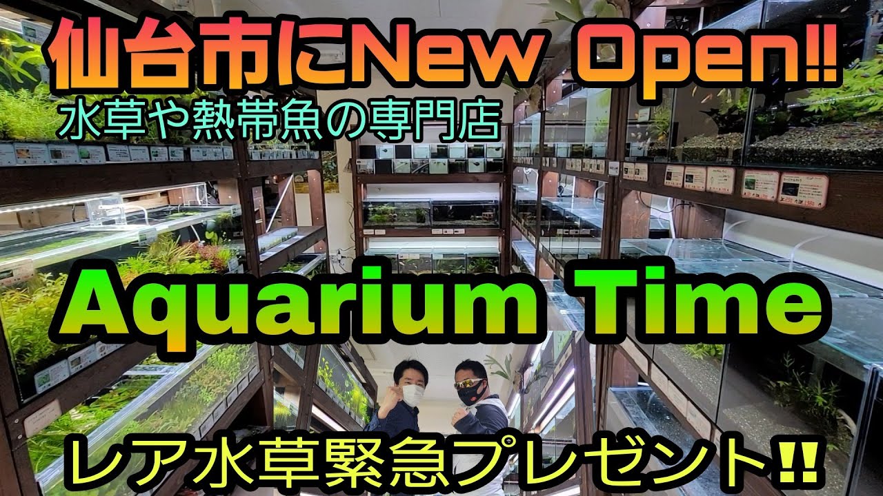 宮城仙台！数時間限定投稿。600×300×360ガラス水槽&フィルター&キャビネット 仙台市のAquariumTimeさんに突撃‼ アクアショップ 熱帯魚 - YouTube