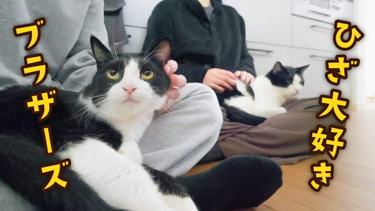 ただいまの後はひざ猫タイム！ひざが好きすぎる兄弟猫を可愛がる - YouTube