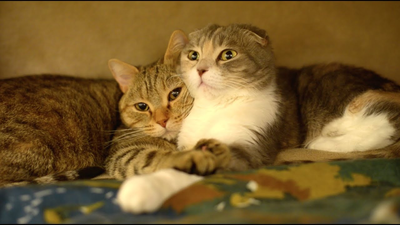 cute cats for sale ママが大好き仔猫ちゃん♪ Kitty Mom Cat Love♪