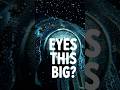 RADAR EYES: Why Giant Squids don't see food?