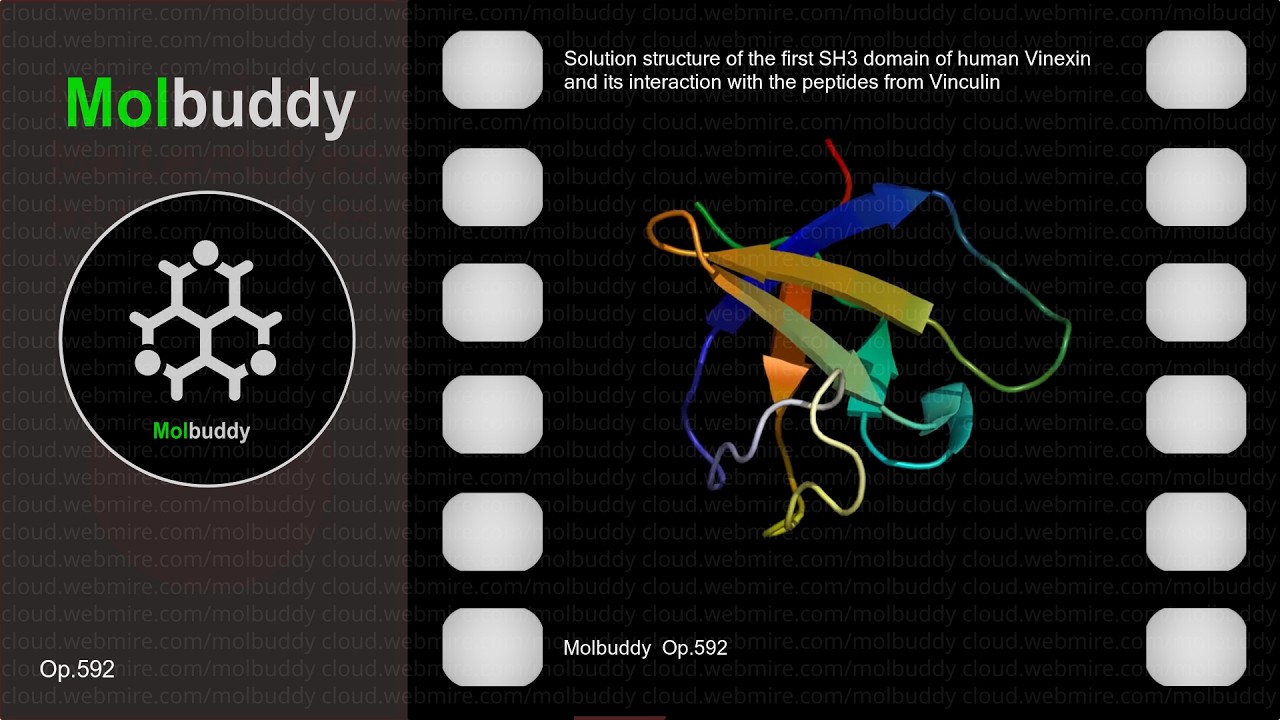 Solution structure of the first SH3 domain of human Vinexin and its interaction with the ･ Molbuddy
