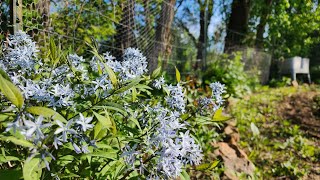 May 2024 Garden Tour | Wisconsin Zone 4/5 Gardening