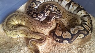 Pastel Calico X LemonBlast Ball python Breeding