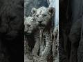 Frozen Cave Lion Cub Found Perfectly Preserved in Russian Ice
