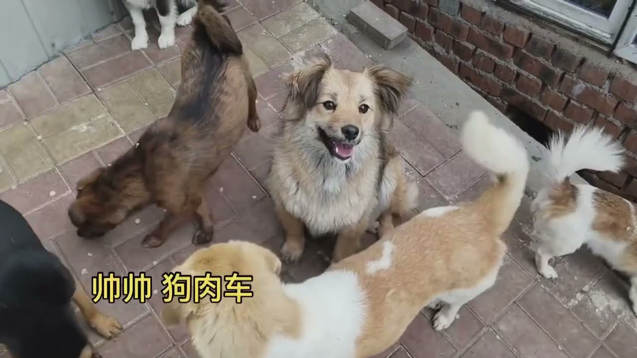 今日在大院的宝贝们 1 Dog rescue in China 20220601 YouTube
