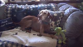 Meet Millie the Vizsla rescue and her toy Frog