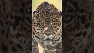 Why Jaguars Have the Strongest Bite