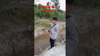 Casting gabus di parit #alakadarnyafishing #shorts
