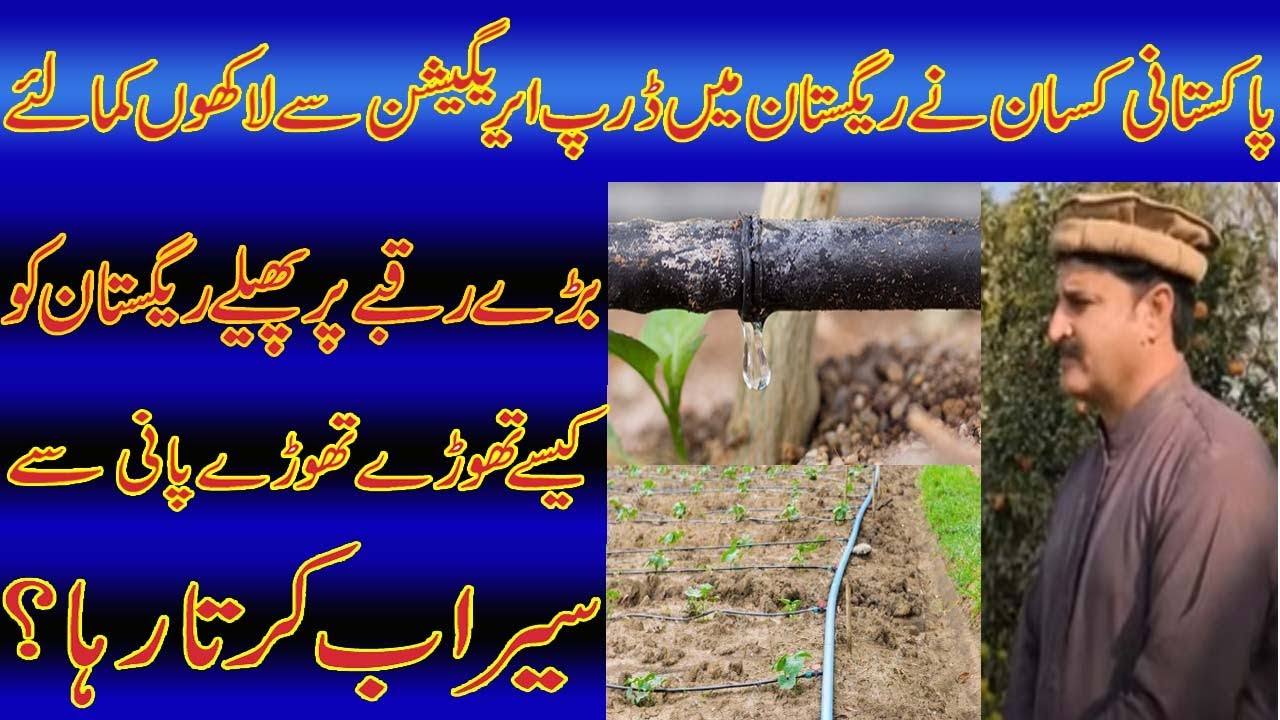 Drip irrigation solar system revolutionized agriculture Drip
