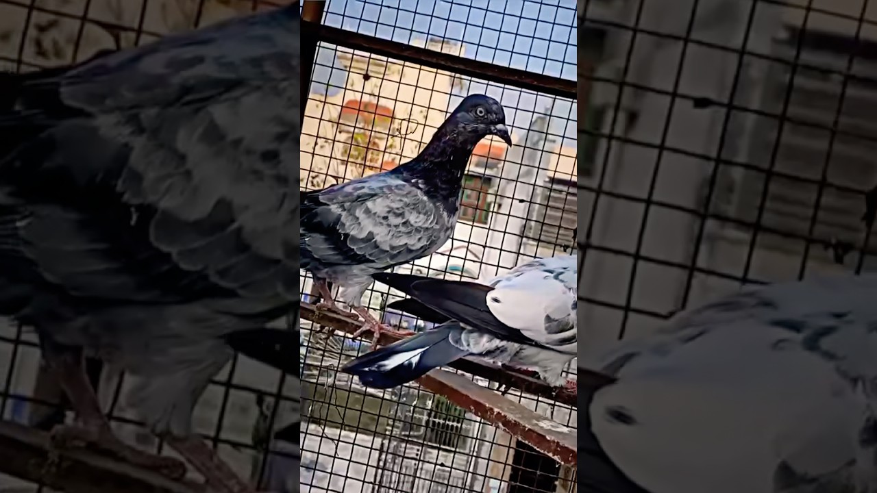 #kabutarandekabdetehain