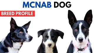 McNab Dog Breed Profile History  Price  Traits  McNab Dog Grooming Needs  Lifespan