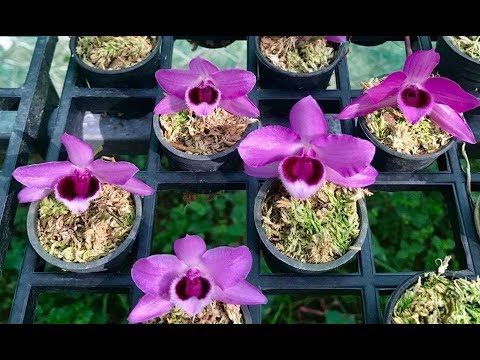 Video 5CT MẮT NAI, DI LINH THÁC KHÓI, CHÂU NHƯ F2 GIÁ 80K |... - youtube