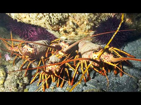 Flounder & Lobster: There are huge lobsters hidden under the rocks!