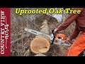 Cutting Uprooted Oak Tree into Firewood