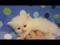 White Persian Cat With Blue Eyes Baby