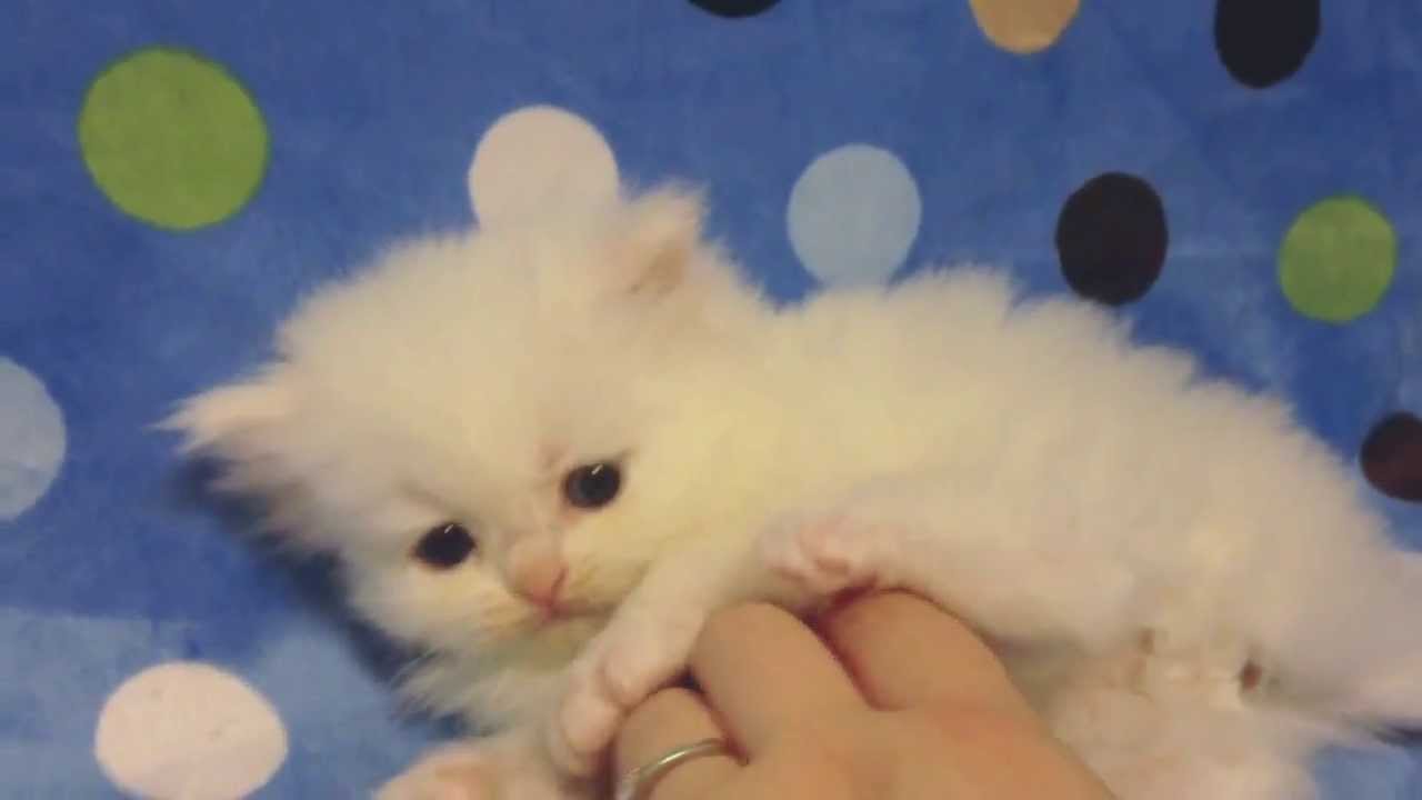 Custard - Teacup Blue Eyed White Persian Kitten For Sale From Daphne'S  Dolls Cattery - Youtube