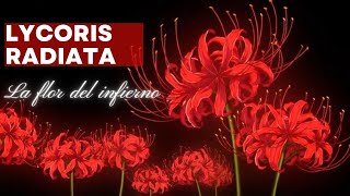 Lycoris Radiata Meaning|  Asian Legend