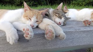 【眠り猫】3匹の仲良し猫がキレイな夕日を眺めながら寝落ちするw