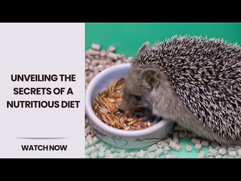 Video: What does a hedgehog eat? Revealing the secret