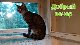 9 мая 2024 г. Наш майский вечер 🐕🐈‍⬛🐈