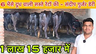 1 लाख 15 हजार में सस्ती - 6 भैसे दूध वाली । संदीप गुर्जर डेरी 📞 86840-02359
