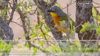 Grey-headed Bushshrike Call &amp; Sounds.