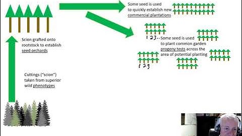 Tree Breeding B - the tree breeding sequence