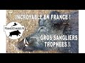 Incroyable en France : gros sangliers trophées !
