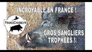 Incroyable en France : gros sangliers trophées !