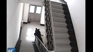 Bear Shot Dead After Breaking Into School In Ne China