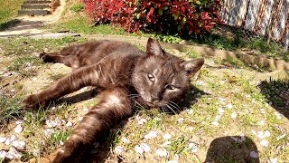桜の木の下で暮らす黒猫がハイテンションで甘えてきた