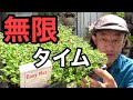 雑草避けクリーピングタイムの賢い活用法 【園芸超人カーメン君】