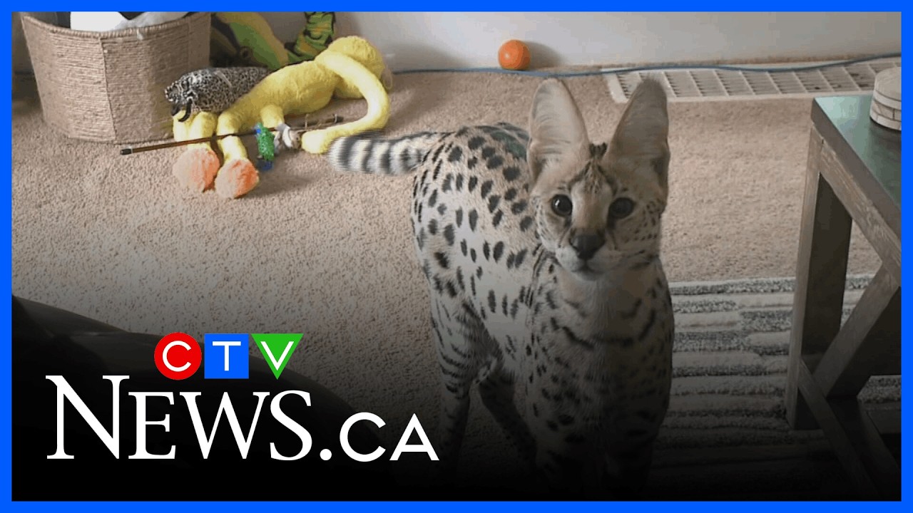 B.C. exotic cat ban takes effect this week
