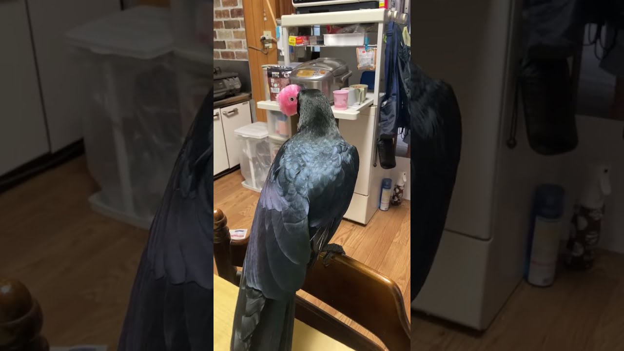 カラスのハッピーライブ!前半子どもがハッピーを遊ばせようとしてたのもあり興奮気味だったけど後半はのんびりうとうとしてました