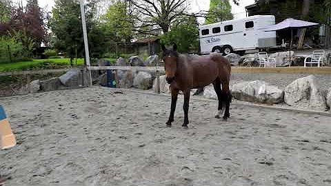 Stable Horse Training Youtube