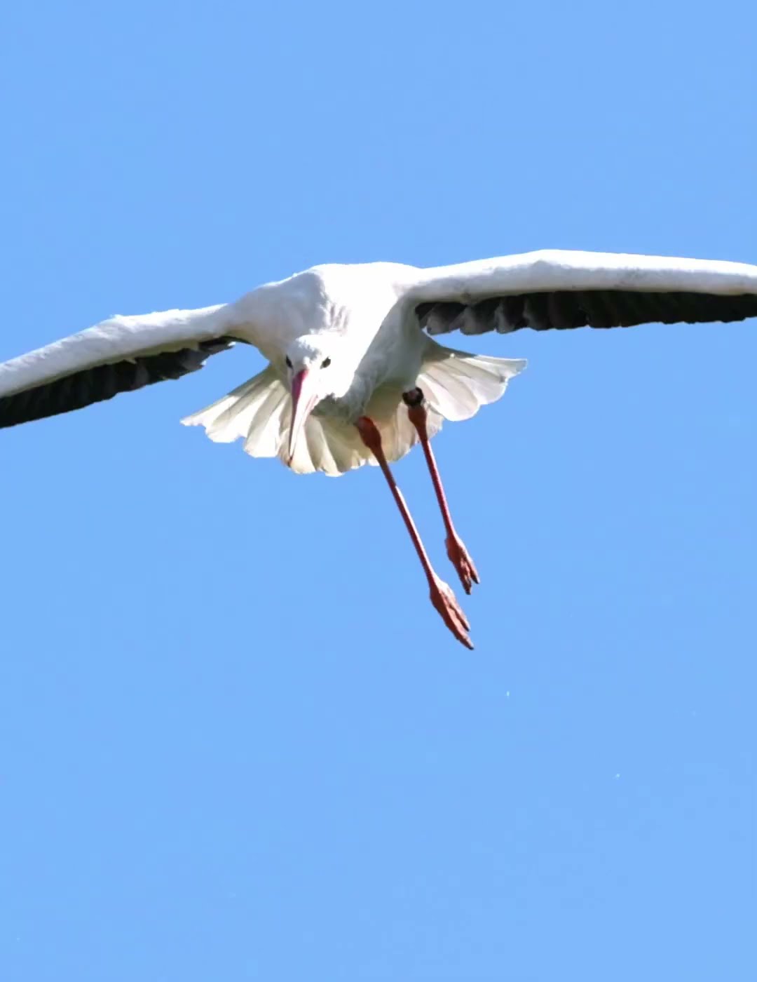 Storch wirft Küken aus dem Nest