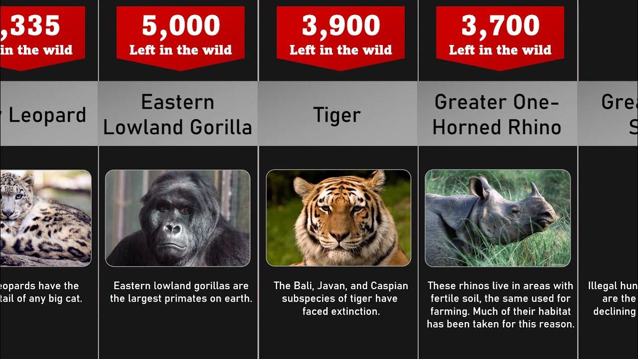 Most Endangered Animals 2022 YouTube
