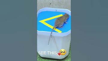 Best Mouse Trap Ever? Watch This Genius Trap in Action!#BestMouseTrap #MouseTrap