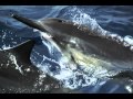 MUJI BGM 11 HAWAII