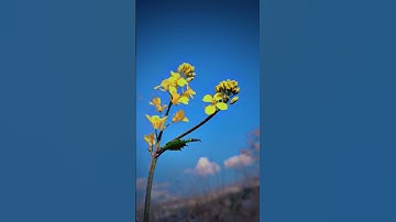 سورة العاديات❤️علي جابر❤️