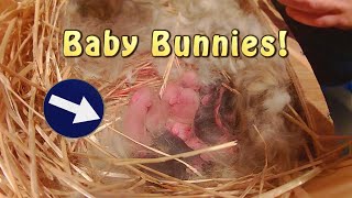 First Birth on the Homestead...Baby Bunnies! - Episode 99