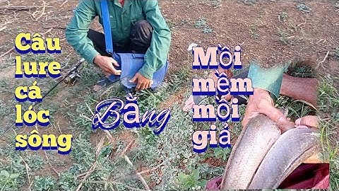câu lure câu rê cá lóc bằng mồi mềm mồi giả ở sông hồ đập sông ray