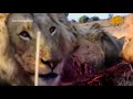 وليمة الأسود وثائقي من عالم الحيوانات المفترسة