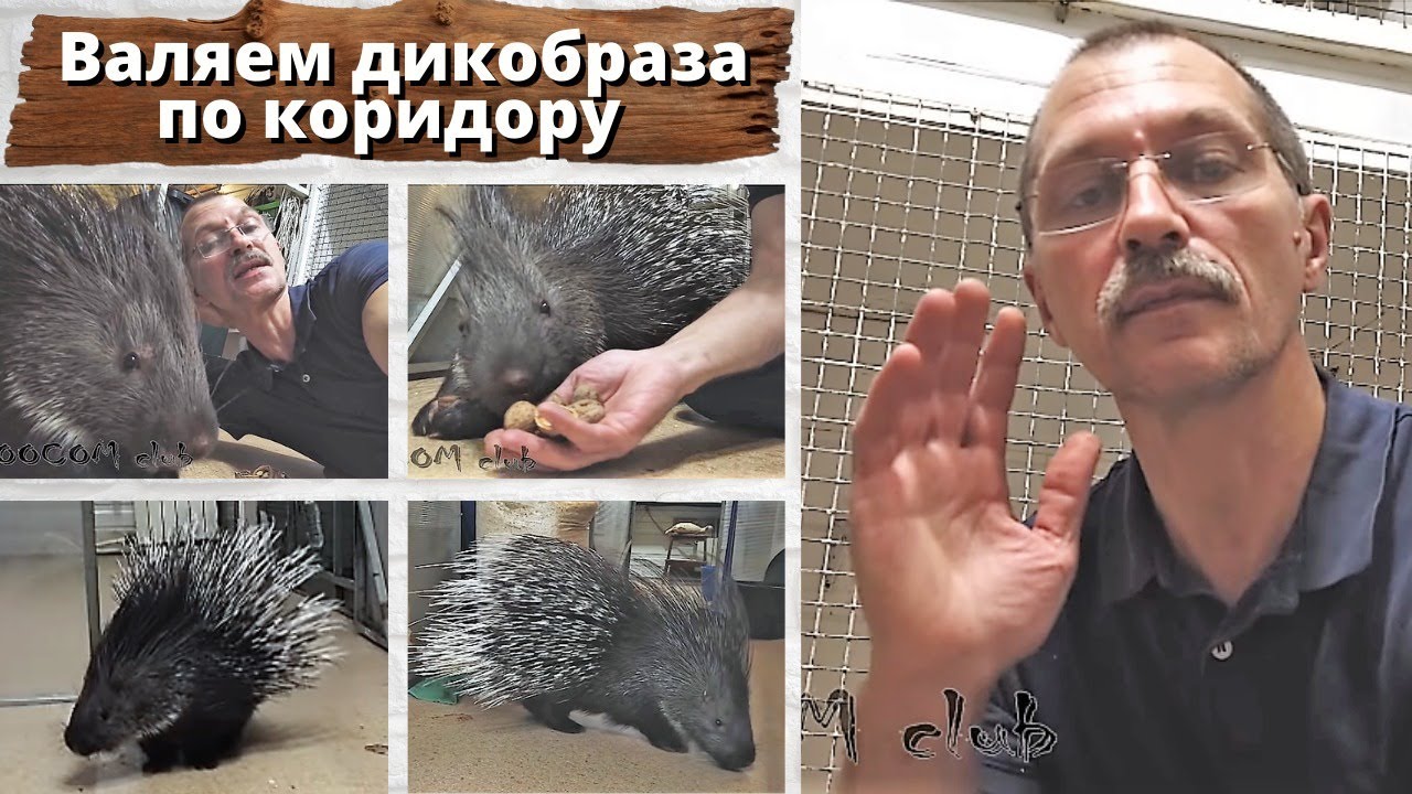 Валяем дикобразов по коридору