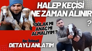 Halep Keçi̇si̇ Ne Zaman Alinir ? Detaylı Anlatım - En Karlı Dönemi? - Anaç Mı Oğlak Mıçebiç Mi Alalım?